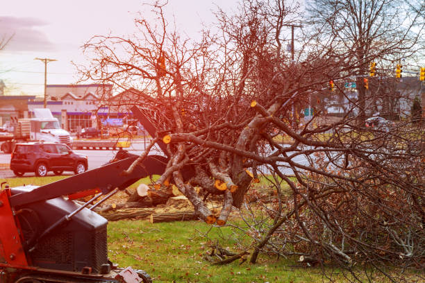 How Our Tree Care Process Works  in  Park Hills, MO