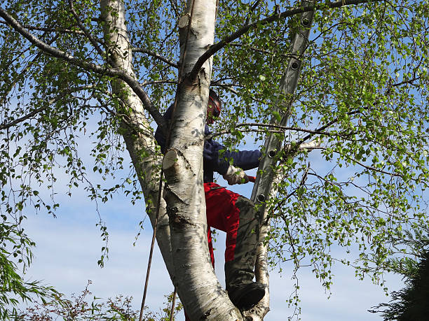 Professional Tree Removal Services in Park Hills, MO