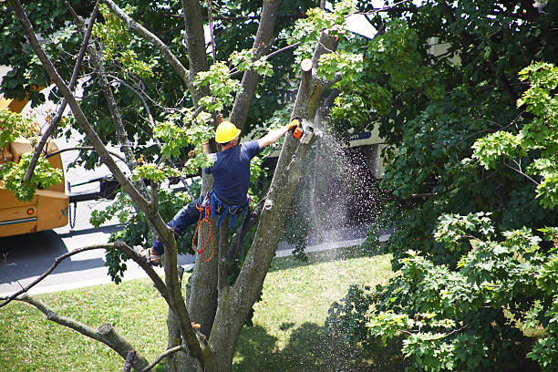 Lawn Grading and Leveling in Park Hills, MO